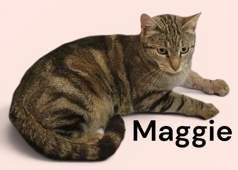 Maggie thumbnail 3
