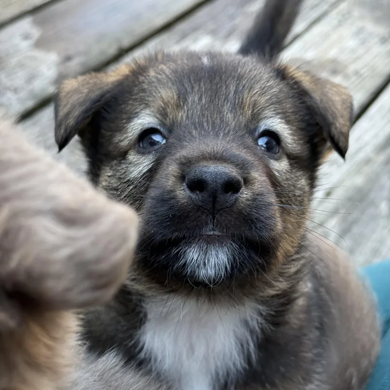 Orion Hufflepup thumbnail 3