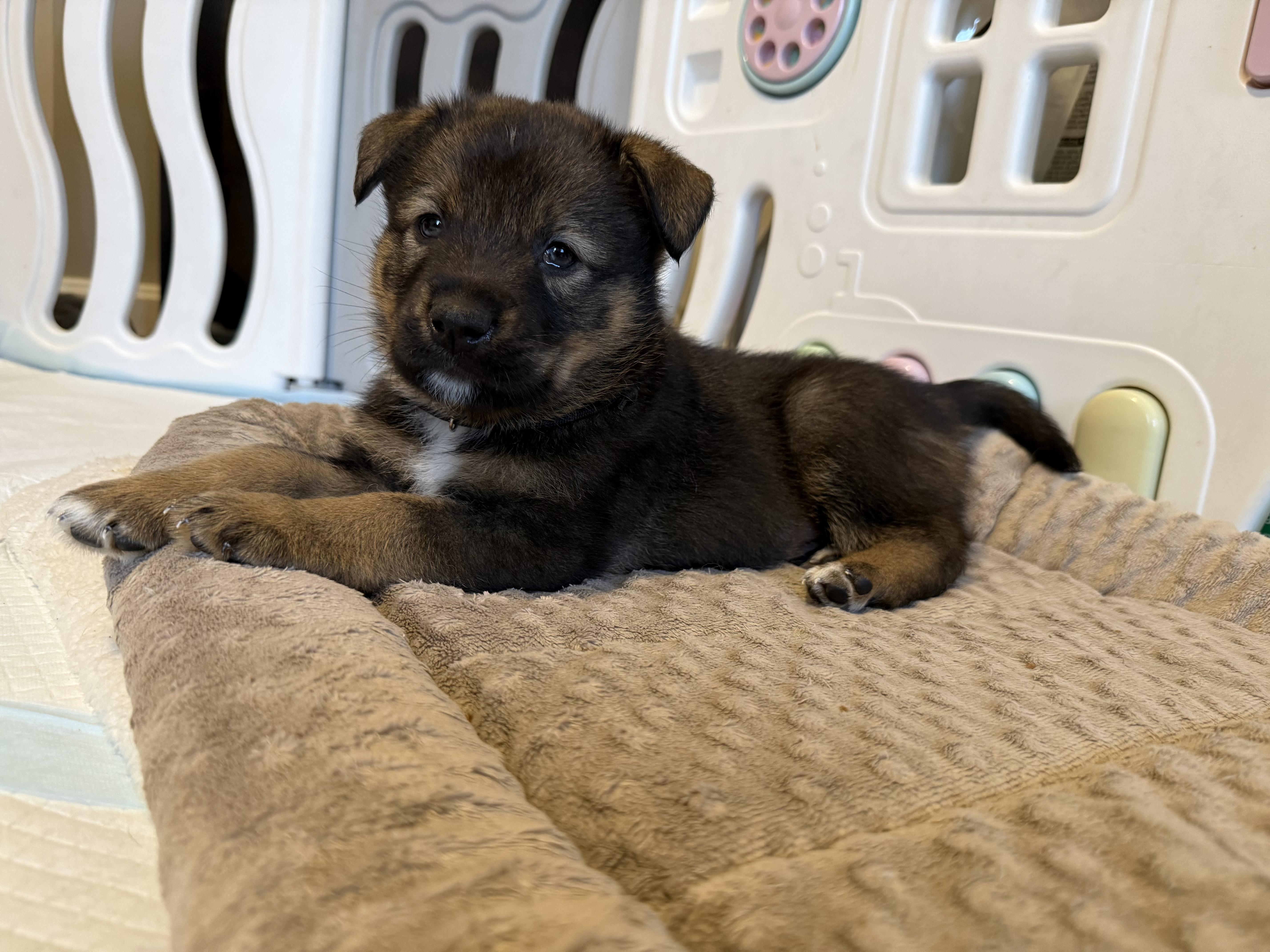 Orion Hufflepup thumbnail 4