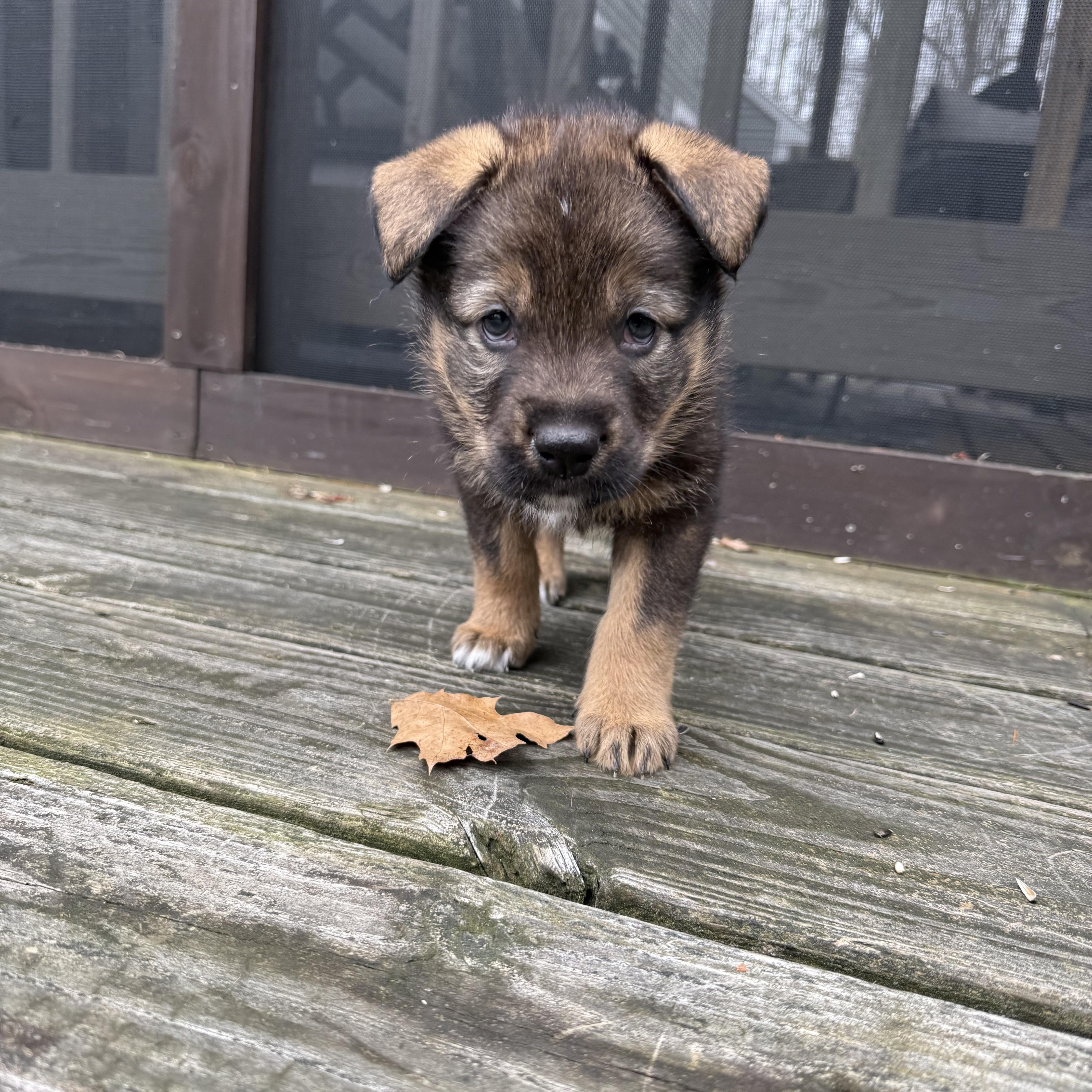 Orion Hufflepup thumbnail 6