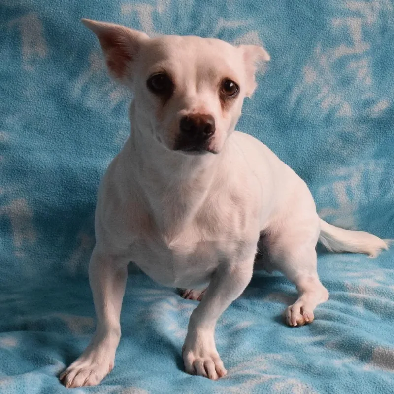 An adult small-sized female White / Cream Chihuahua dog named Macrame for adoption in Eureka, CA