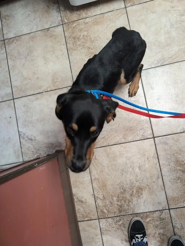 An adult large-sized male Black Mixed Breed dog named Kevin Levin for adoption in Cincinnati, OH