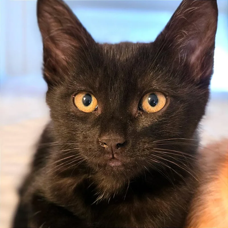 A baby small-sized female Black Domestic Short Hair cat named Sprite for adoption in Keizer, OR