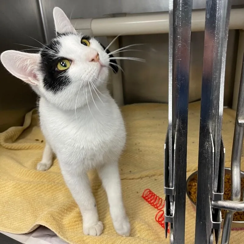 A young medium-sized male Domestic Short Hair cat named Samson for adoption in Roanoke, VA