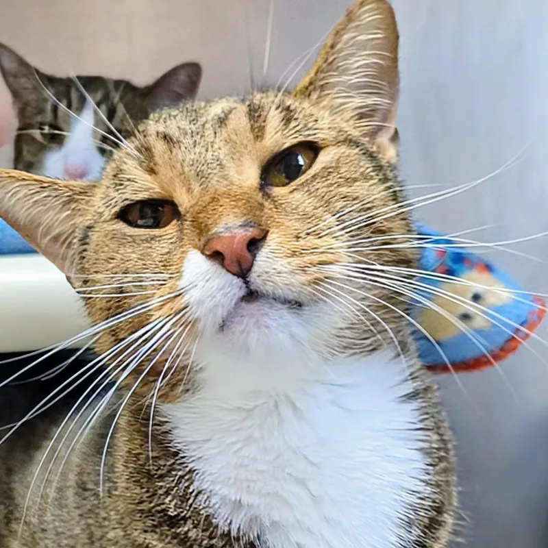 An adult medium-sized male Tabby (Buff / Tan / Fawn) Domestic Short Hair cat named Costello Bonded with Abbott for adoption in West Jefferson, OH