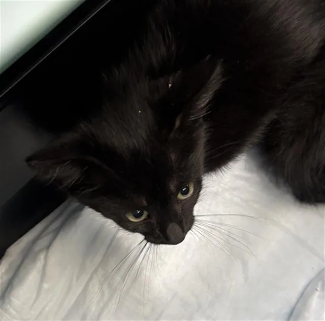 A baby medium-sized male Domestic Short Hair cat named Bean for adoption in Dallas, TX