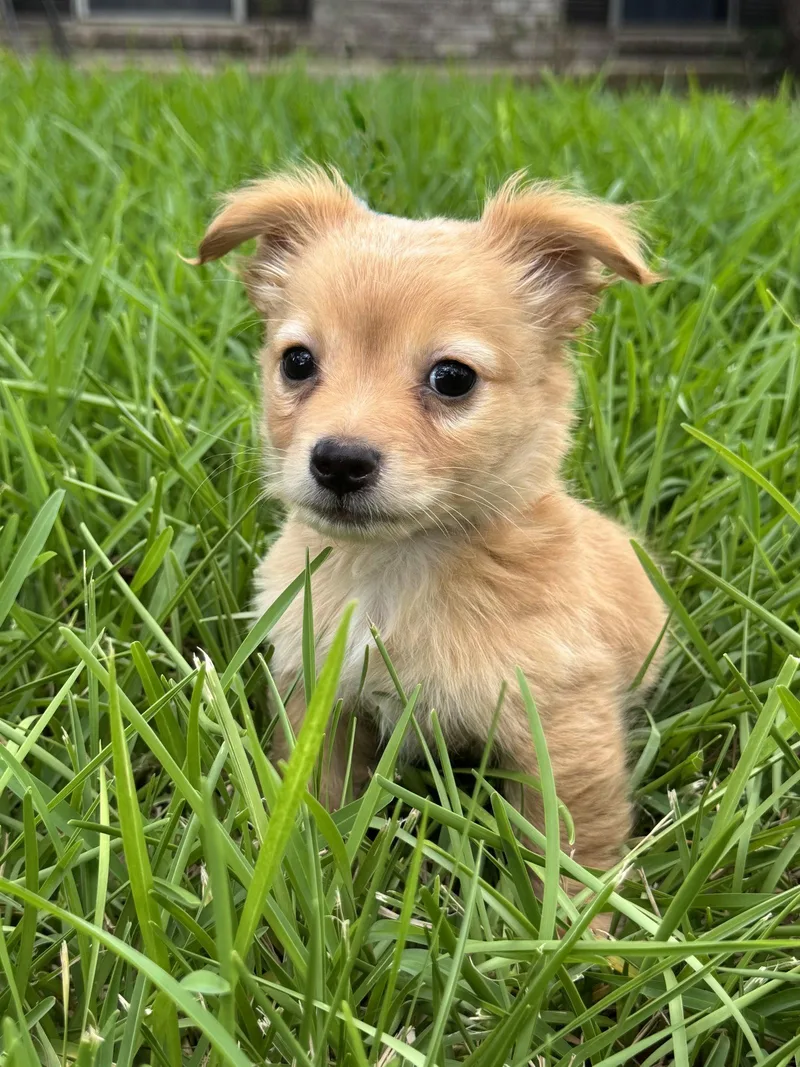 A young small-sized male Dachshund dog named Kolt for adoption in Helotes, TX
