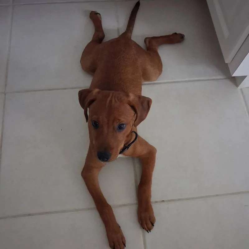 A baby medium-sized male Red / Chestnut / Orange Rhodesian Ridgeback dog named Taz for adoption in Sarasota, FL