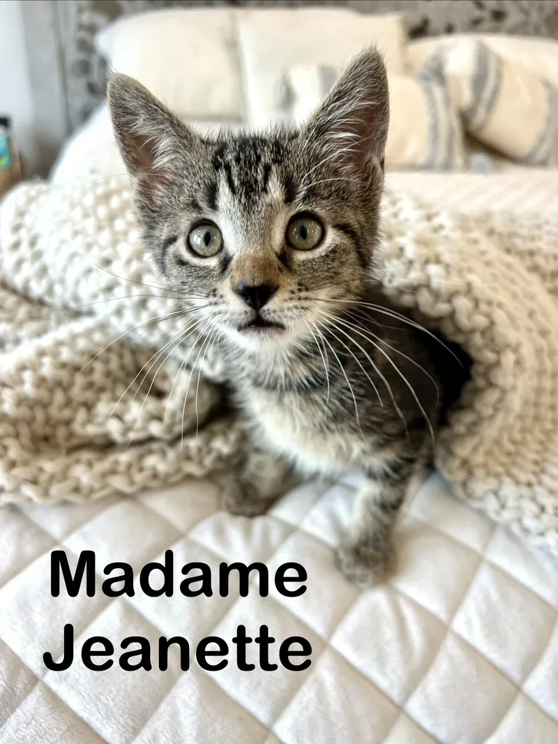 Madame Janette thumbnail 4