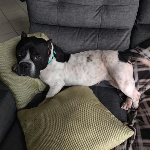 An adult small-sized female American Bulldog dog named London for adoption in Orlando, FL