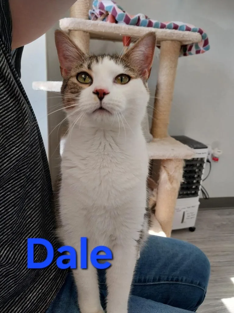 A young medium-sized male Domestic Short Hair cat named Dale for adoption in Leonardtown, MD