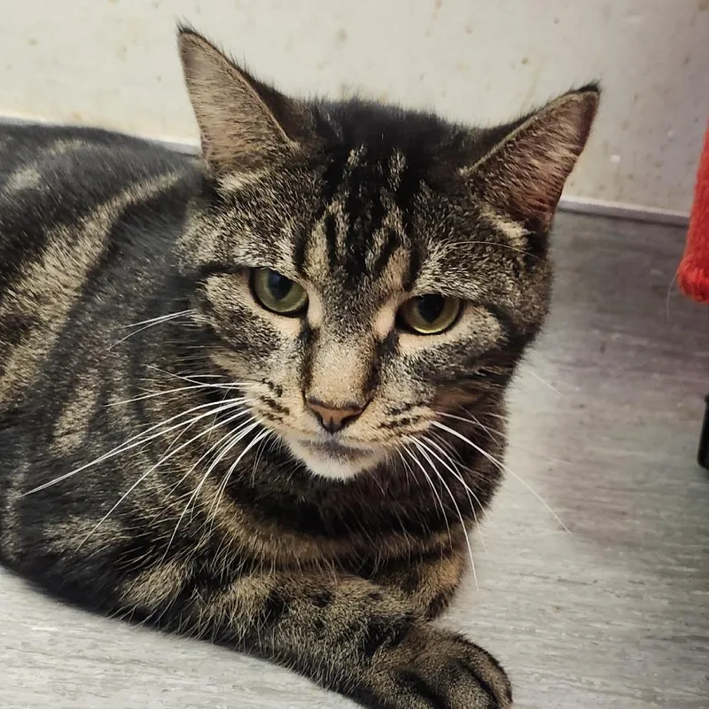 An adult medium-sized female Domestic Short Hair cat named Ivy for adoption in Columbia Station, OH
