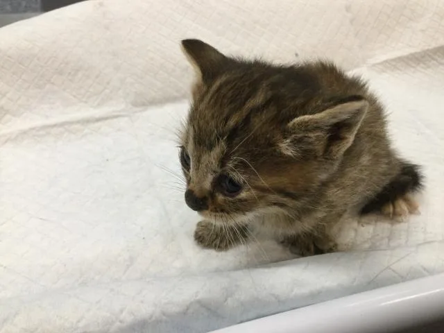 A baby small-sized male Domestic Short Hair cat named Mouse for adoption in Thousand Palms, CA