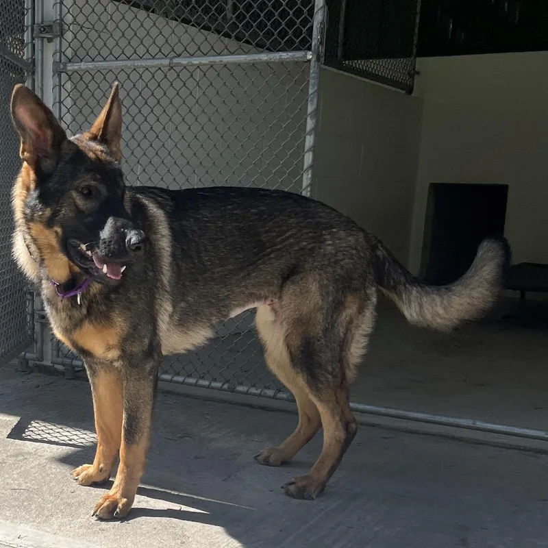 A young large-sized female Sable German Shepherd Dog dog named Boo for adoption in New Ringgold, PA
