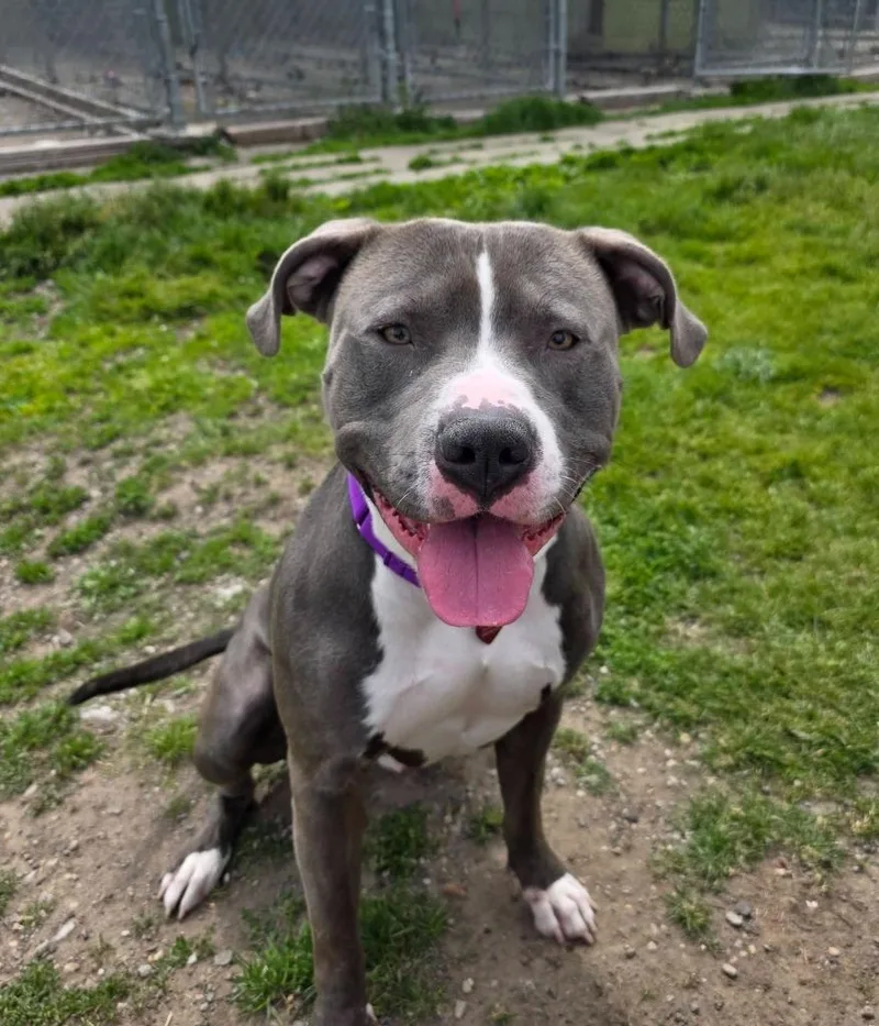 A young large-sized male Mixed Breed dog named Dr. Seuss for adoption in Warren, MI