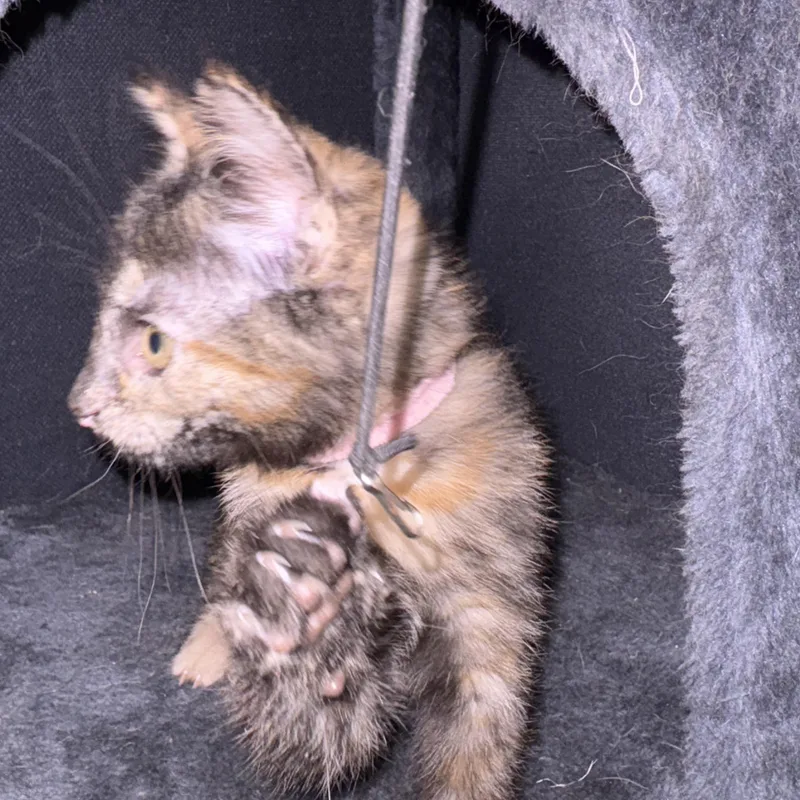 A baby medium-sized female Domestic Short Hair cat named Rose for adoption in Chesapeake Beach, MD