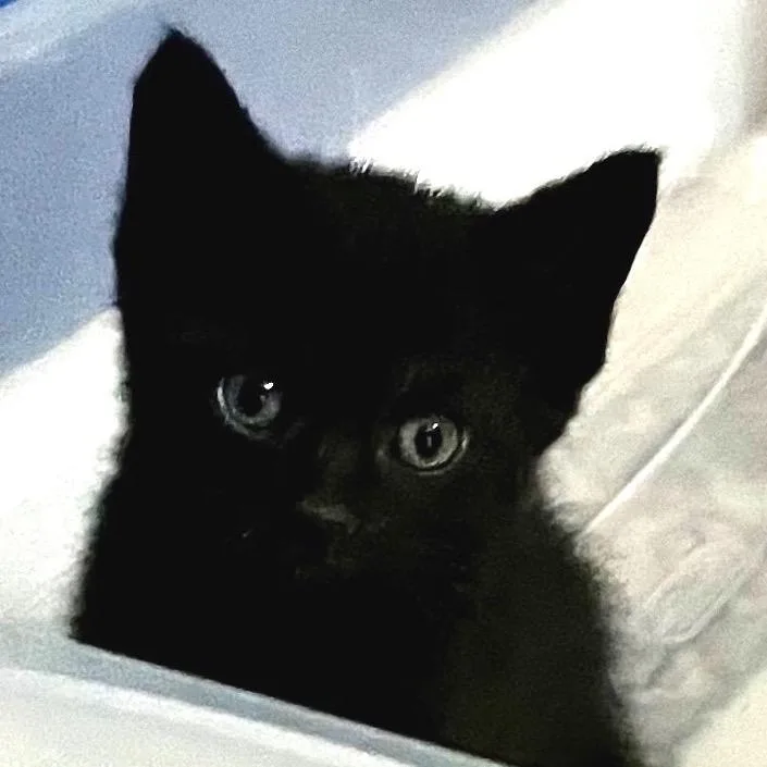 A baby small-sized male Black Domestic Short Hair cat named Neptune for adoption in Springboro, OH