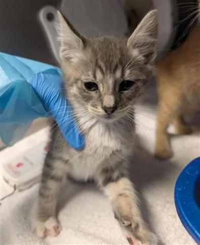 A baby small-sized male Domestic Short Hair cat named A for adoption in Sacramento, CA