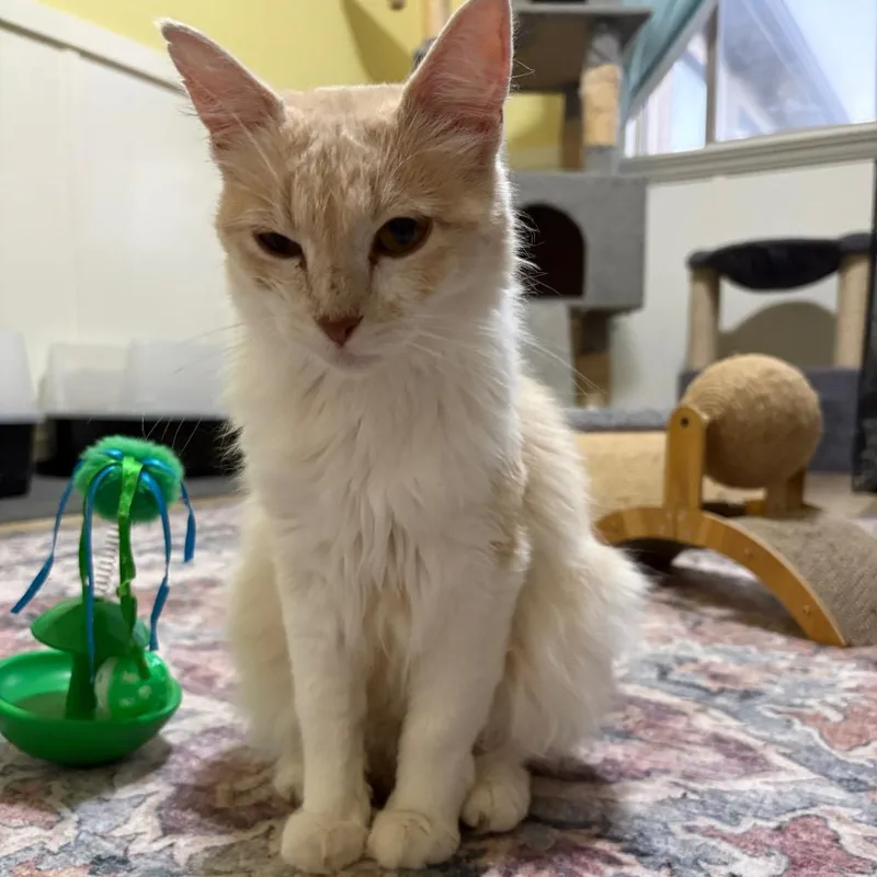 An adult small-sized female Domestic Medium Hair cat named Marigold for adoption in Grantsville, UT
