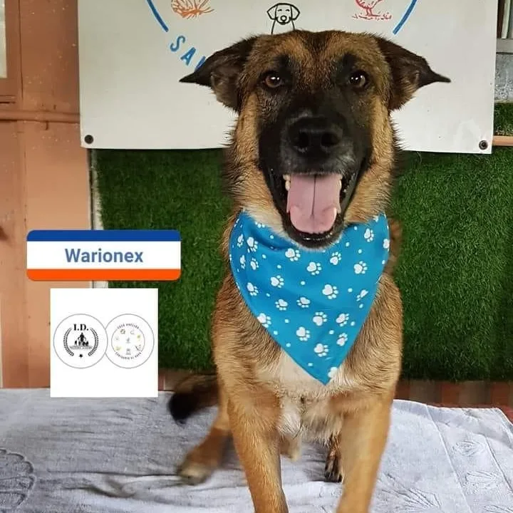 Warionex thumbnail 2