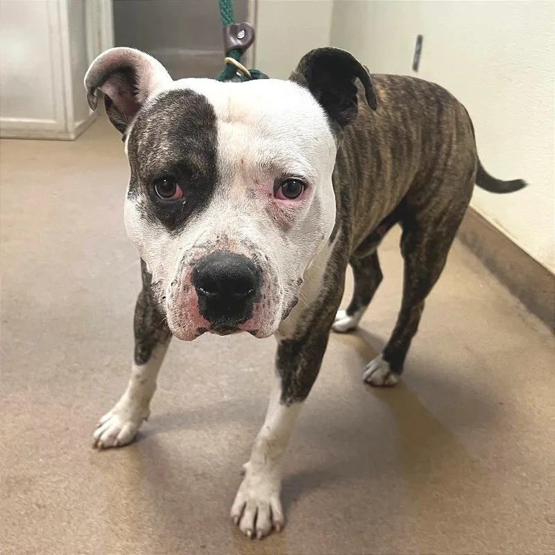 An adult medium-sized male Brindle Mixed Breed dog named Pinto for adoption in Chattanooga, TN