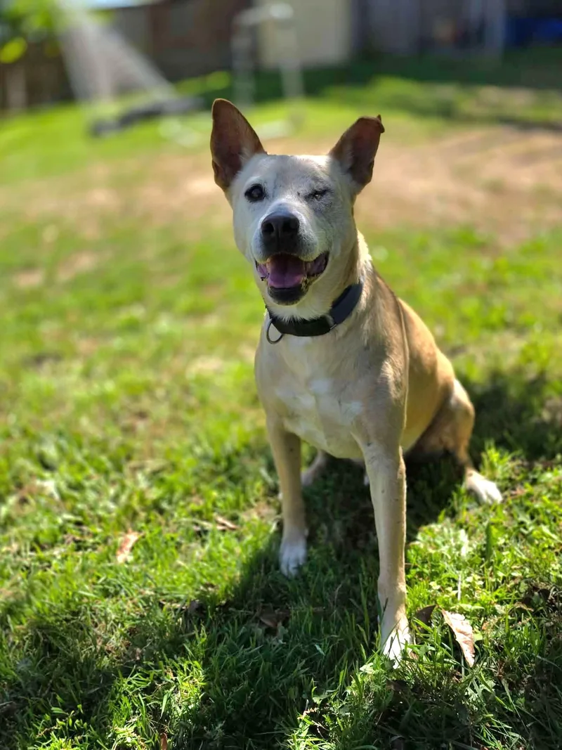 An adult medium-sized male Yellow / Tan / Blond / Fawn Australian Cattle Dog / Blue Heeler dog named Rusty for adoption in San Antonio, TX
