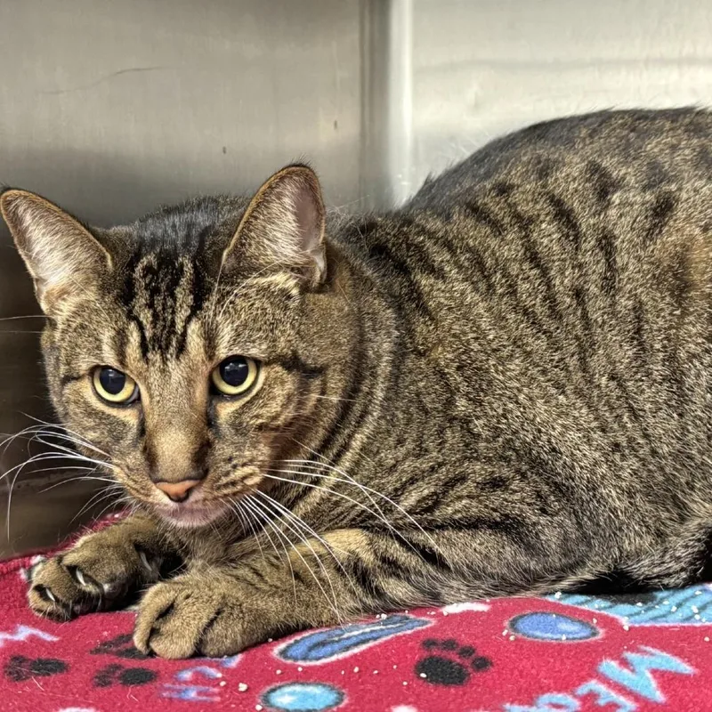A senior large-sized male Brown / Chocolate Domestic Short Hair cat named Pepper for adoption in Beaumont, TX