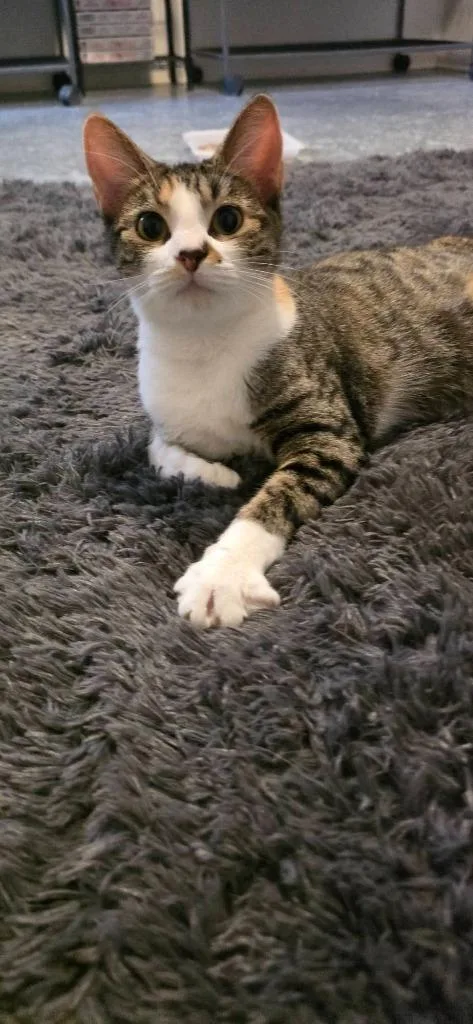 A baby medium-sized female Domestic Short Hair cat named Pickles for adoption in Miami, OK