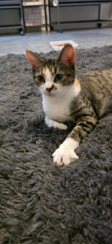Pickles thumbnail 2