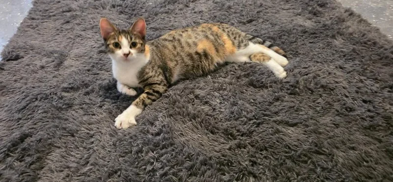 Pickles thumbnail 4