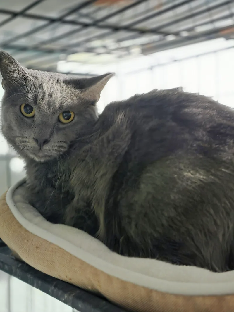An adult large-sized male Gray / Blue / Silver Domestic Short Hair cat named Phantom for adoption in Lincoln, NE