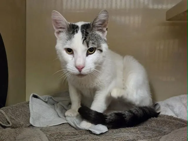 A senior small-sized male Domestic Short Hair cat named Alvin for adoption in Martinez, CA