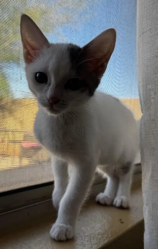 A baby small-sized female White Turkish Van cat named Ladybug  Critter Crew for adoption in Anthem, AZ
