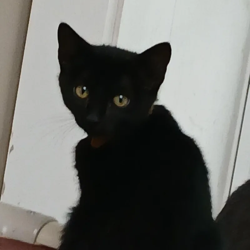 A baby small-sized female Black Domestic Short Hair cat named Tonx for adoption in Blue Ridge, GA