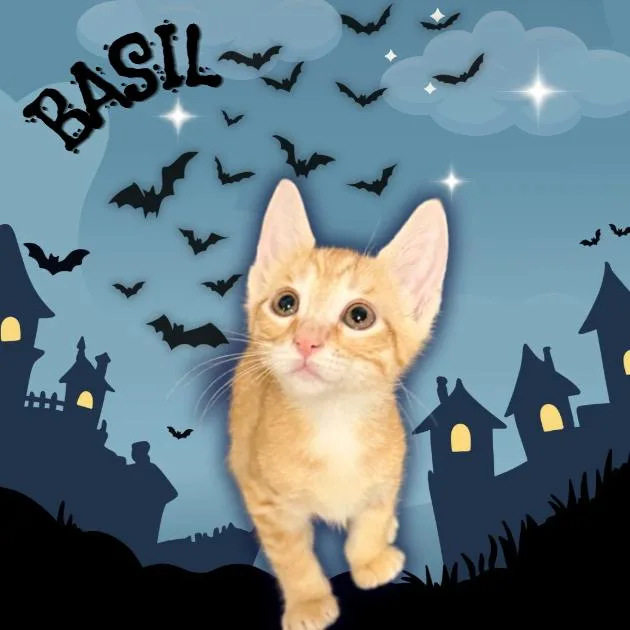 A baby small-sized male Orange / Red Domestic Short Hair cat named Basil for adoption in Tempe, AZ