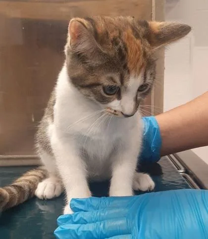 A baby medium-sized female Domestic Short Hair cat named Lulu for adoption in Gastonia, NC