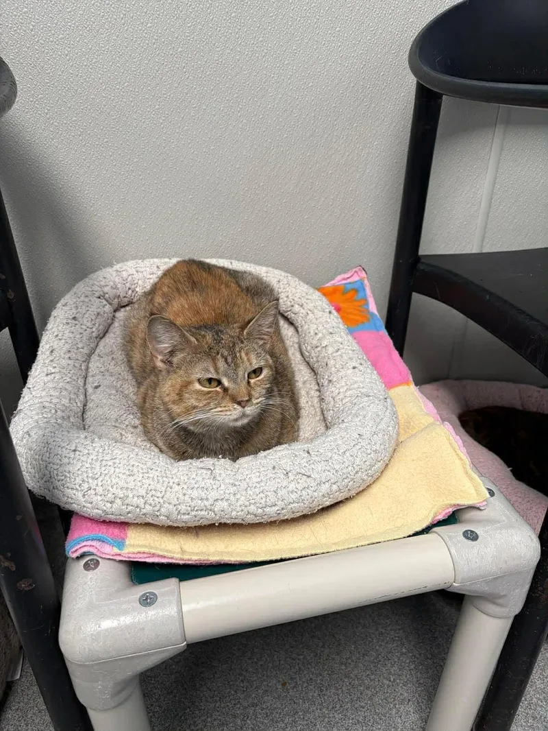 A young large-sized female Torbie Domestic Short Hair cat named Gingko for adoption in New Philadelphia, OH