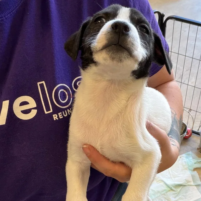 A baby small-sized female Mixed Breed dog named Autumn for adoption in Webster, TX
