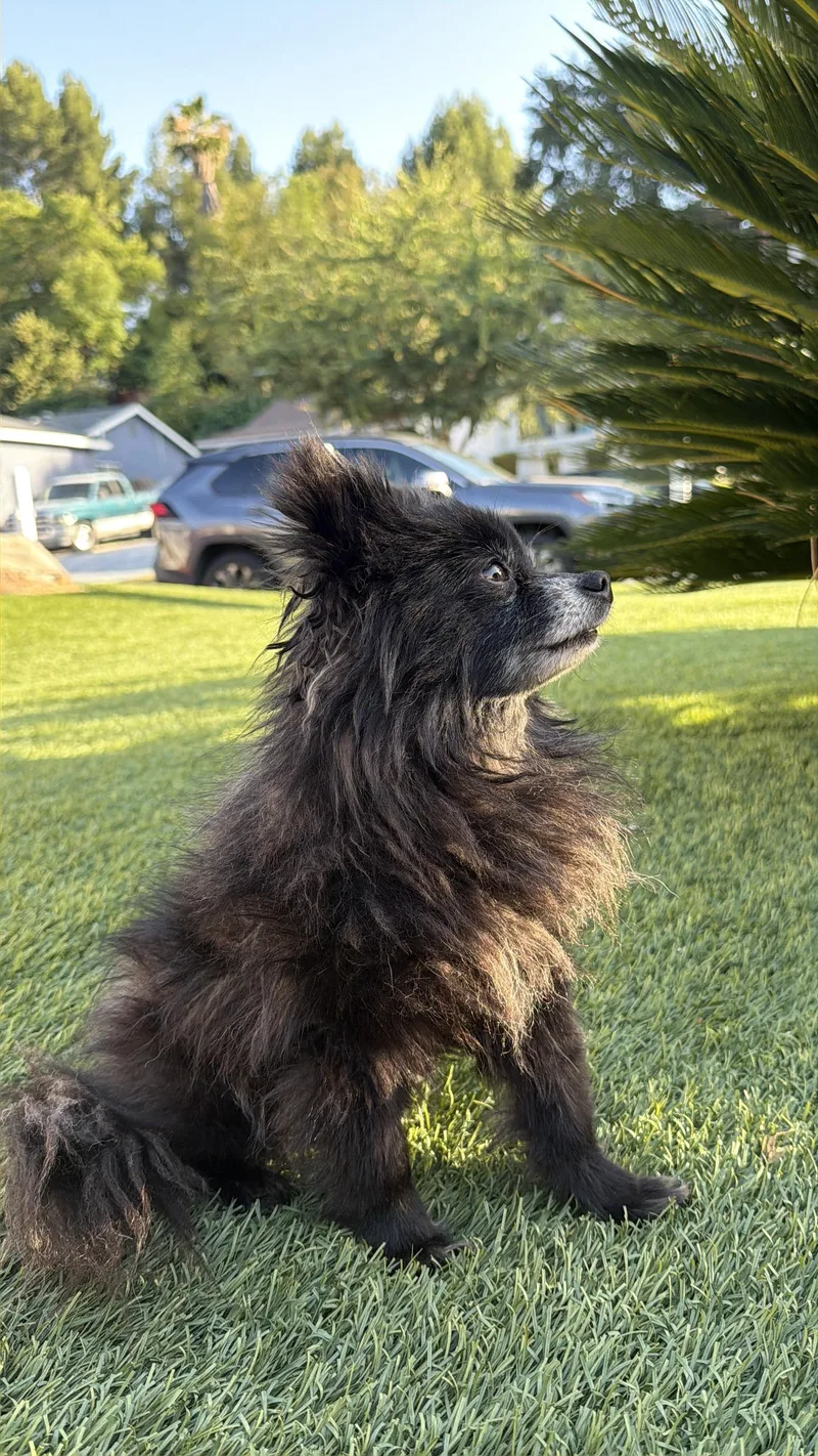 An adult small-sized male Pomeranian dog named Muffin for adoption in Rowland Heights, CA