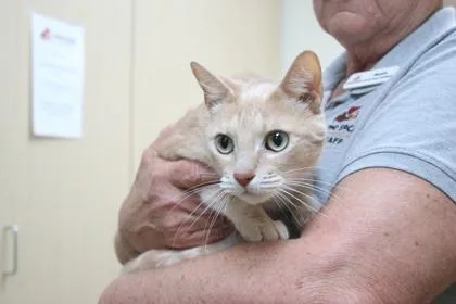 An adult large-sized male Domestic Short Hair cat named Sailor for adoption in Brunswick, GA