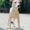 An adult medium-sized male Pointer dog named AC "Luke" for adoption in Conyers, GA