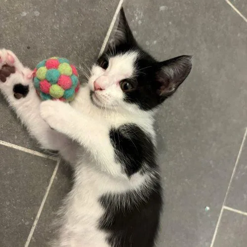 A baby small-sized male Domestic Short Hair cat named Oreo for adoption in Fishers, IN