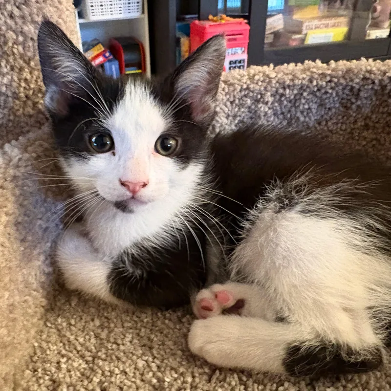 Oreo thumbnail 3