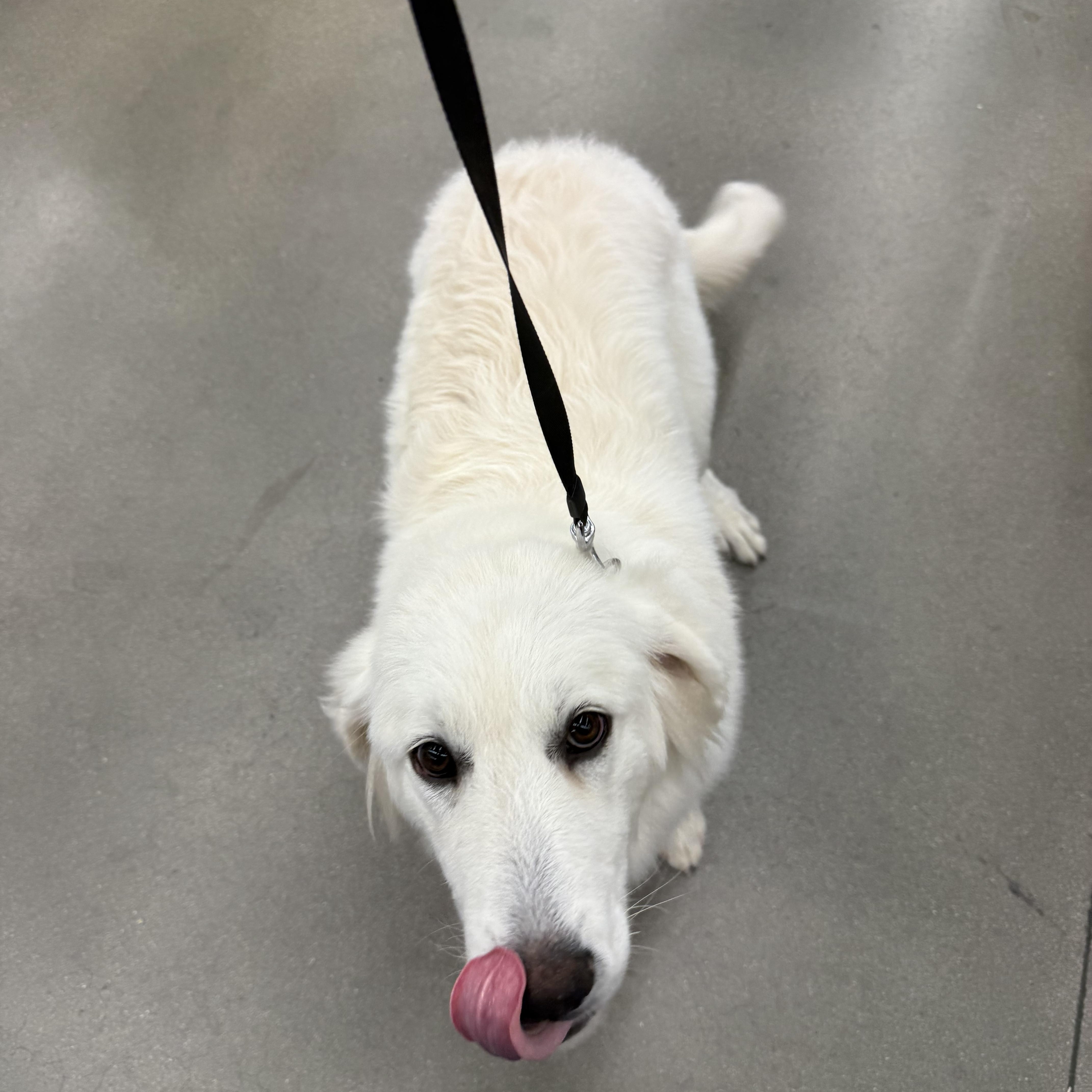 A baby extra large-sized female White / Cream Great Pyrenees dog named Nana for adoption in Asheville, NC