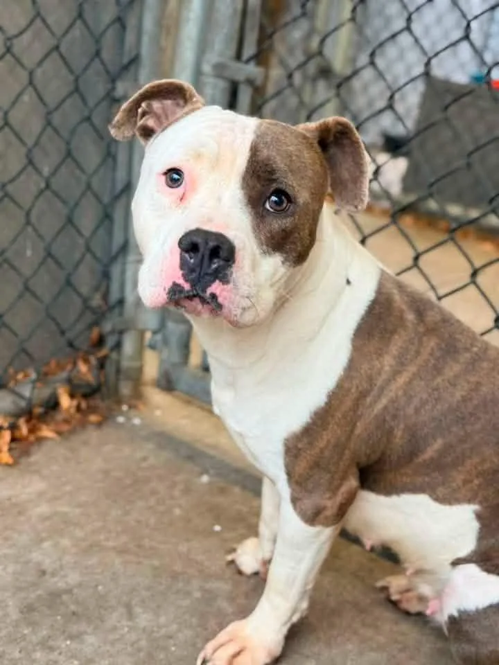 An adult medium-sized female Brindle Pit Bull Terrier dog named Melina for adoption in Chicago, IL