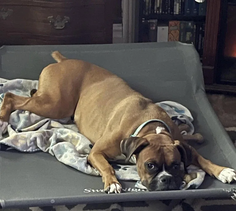 An adult large-sized female Boxer dog named Ava for adoption in Monticello, NY