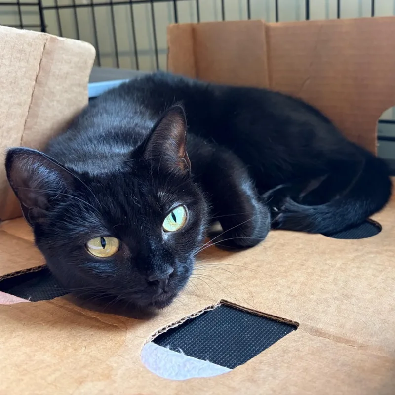 An adult medium-sized female Black Domestic Short Hair cat named Luna for adoption in Southold, NY