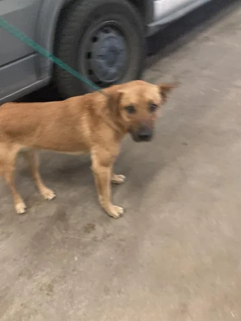 An adult medium-sized male Mixed Breed dog named Juan for adoption in Dallas, TX