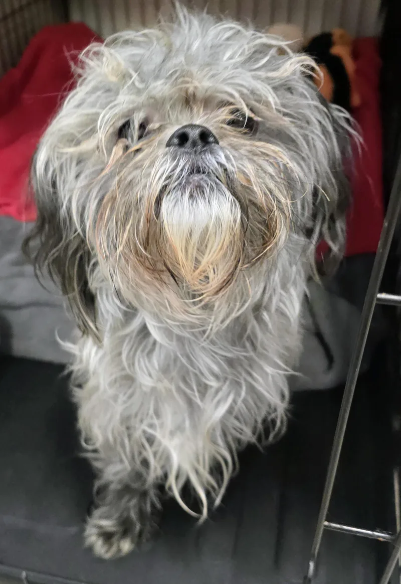 An adult small-sized male Black Shih Tzu dog named Chewy for adoption in Amityville, NY