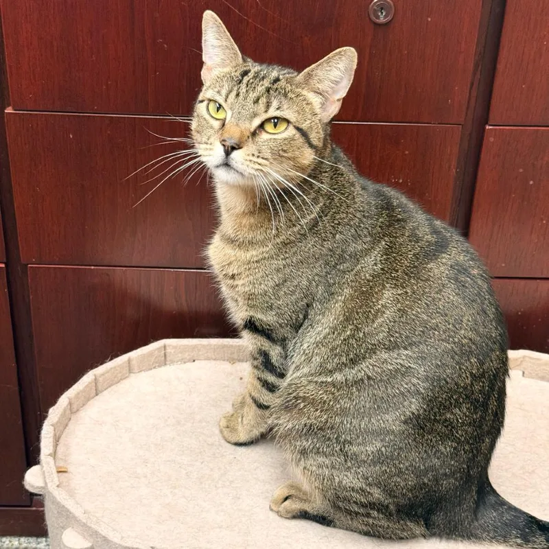 An adult small-sized female Brown / Chocolate Domestic Short Hair cat named Bella for adoption in Los Angeles, CA